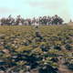 Illustration for article titled Photos of Orange County, Calif., When Oranges Actually Grew There